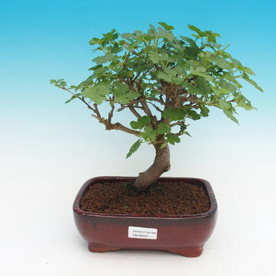 Vonkajšie bonsai - Morus alba - Moruša - 1