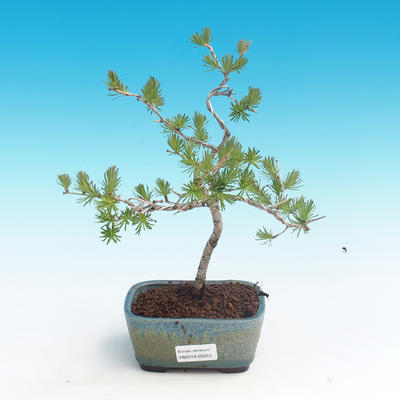 Vonkajšie bonsai - Larix decidua - Smrekovec opadavý