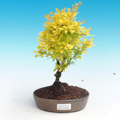 Vonkajšie bonsai - Berberis thunbergii - dráč - 1