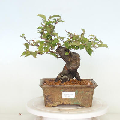 Vonkajšie bonsai - Pseudocydonia sinensis - Kdoloň čínska - 1