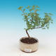 Vonkajšia bonsai-Nátržník krovitá - Dasiphora fruticosa žltá - 1/2