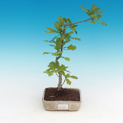 Vonkajšia bonsai-Quercus robur-Dub letný