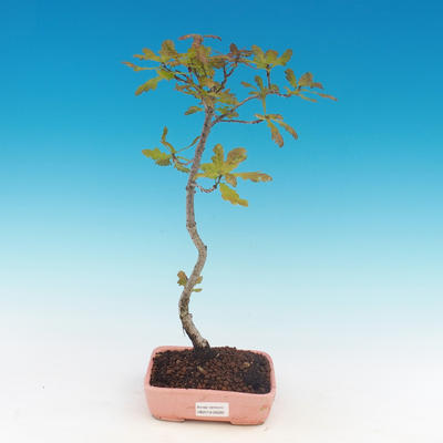 Vonkajšia bonsai-Quercus robur-Dub letný