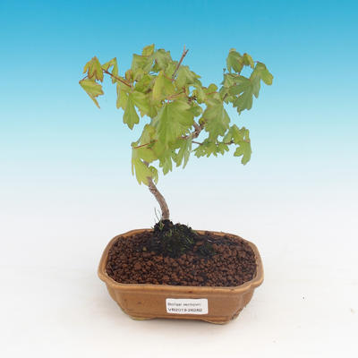 Vonkajšia bonsai-Acer campestre-Javor poľný
