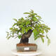 Vonkajšie bonsai - Pseudocydonia sinensis - Kdoloň čínska - 1/4