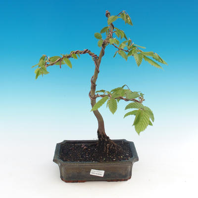 Vonkajší bonsai -Carpinus CARPINOIDES - Hrab kórejský