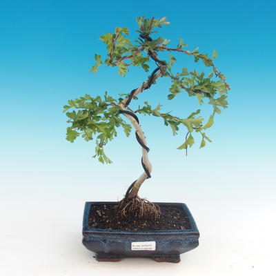 Vonkajšie bonsai - Hloh jednosemený