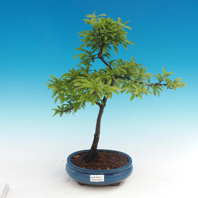 Vonkajšie bonsai - Prunus spinosa - trnka