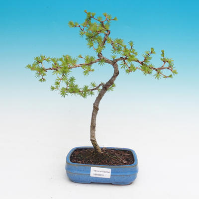 Vonkajšie bonsai - Larix decidua - Smrekovec opadavý