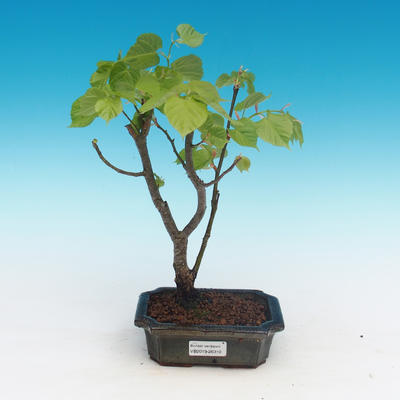 Vonkajšie bonsai - Lipa srdcovitá
