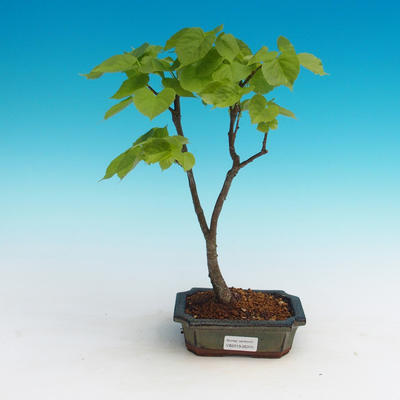 Vonkajšie bonsai - Lipa srdcovitá