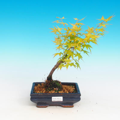 Vonkajšie bonsai - Acer palmatum aureum - Javor dlaňolistý zlatý - 1