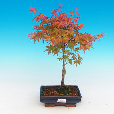 Vonkajšie bonsai - Acer palmatum Beni Tsucasa - Javor dlaňolistý - 1