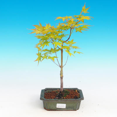 Vonkajšie bonsai - Acer palmatum aureum - Javor dlaňolistý zlatý - 1