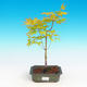 Vonkajšie bonsai - Acer palmatum aureum - Javor dlaňolistý zlatý - 1/3