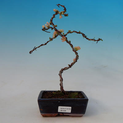 Vonkajšie bonsai - Dulovec japonský - 1