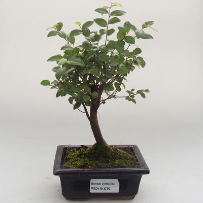 Pokojová bonsai - Sagerécie thea - Sagerécie thea PB2191635 - 1