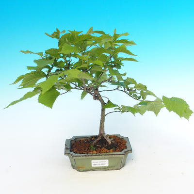 Vonkajšie bonsai - Ulmus glabra - Brest - 1
