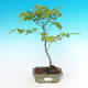 Vonkajšie bonsai - Ulmus glabra - Brest - 1/2