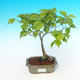 Vonkajšie bonsai - Ulmus glabra - Brest - 1/2