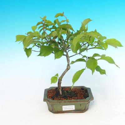 Vonkajšie bonsai - Ulmus glabra - Brest - 1