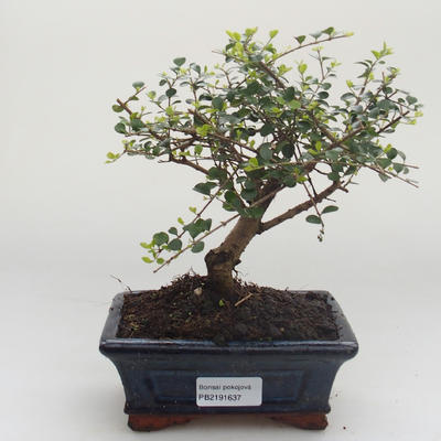 Pokojová bonsai -Ligustrum retusa - Ptačí zob PB2191637 - 1
