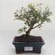 Pokojová bonsai -Ligustrum retusa - Ptačí zob PB2191637 - 1/3