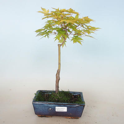 Acer palmatum aureum - Javor dlaňolistý zlatý VB2020-637 - 1