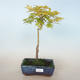 Acer palmatum aureum - Javor dlaňolistý zlatý VB2020-637 - 1/3