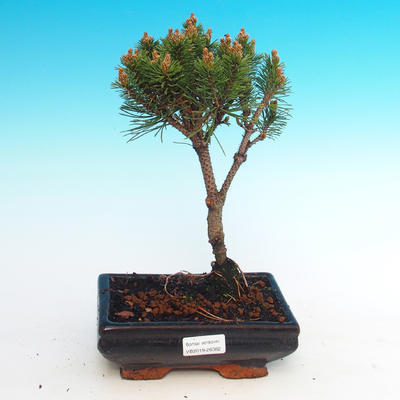 Vonkajšie bonsai - Pinus mugo Humpy - Borovica Marhuľa