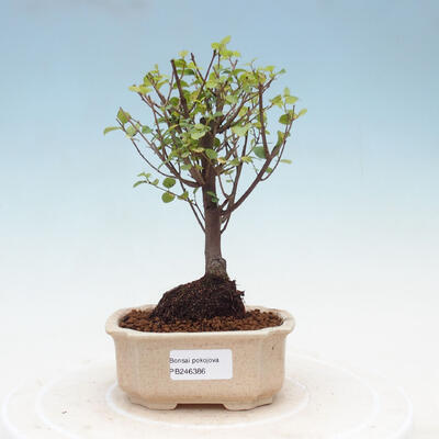 Izbová bonsai - Sagerécia thea - Sagerécia thea - 1