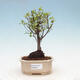 Izbová bonsai - Sagerécia thea - Sagerécia thea - 1/4
