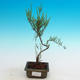 Vonkajšie bonsai - Tamaris parviflora Tamariška malolistá - 1/3