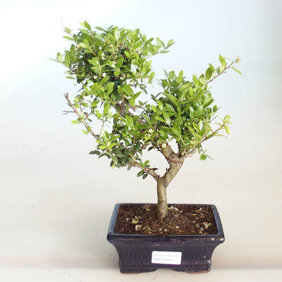 Izbová bonsai - Ilex crenata - Cezmína - 1