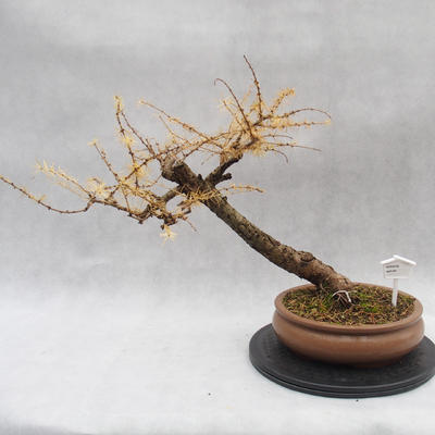 Vonkajší bonsai -Modřín opadavý - Larix decidua - 1