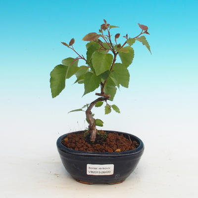 Vonkajšie bonsai - Betula verrucosa - Breza previsnutá