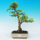 Izbová bonsai - Durant erecta Aurea - 1/4
