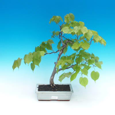 Vonkajšie bonsai - Lipa srdcovitá - 1