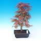Vonkajšie bonsai - Acer palm. Atropurpureum-Javor dlaňolistý červený - 1/3