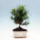Izbová bonsai-Pinus halepensis-Borovica alepská - 1/4
