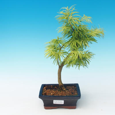 Vonkajšie bonsai - Pseudolarix amabilis - Pamodřín - 1