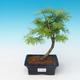 Vonkajšie bonsai - Pseudolarix amabilis - Pamodřín - 1/2