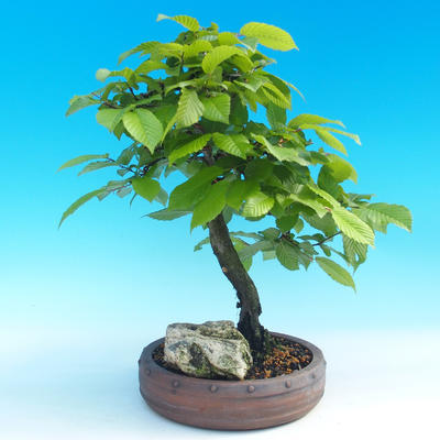 Vonkajší bonsai -Habr všeobecný