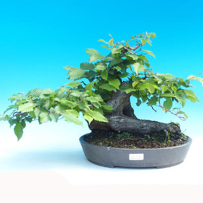 Vonkajšie bonsai - Hrab obyčajný - 1