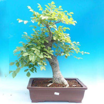 Vonkajšie bonsai - Fraxinus - Jaseň Horský - 1