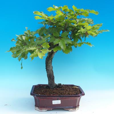 Vonkajšie bonsai - Fagus sylvatica - Buk lesný