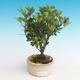Vonkajšie bonsai - Rhododendron sp. - Azalka ružová - 1/2