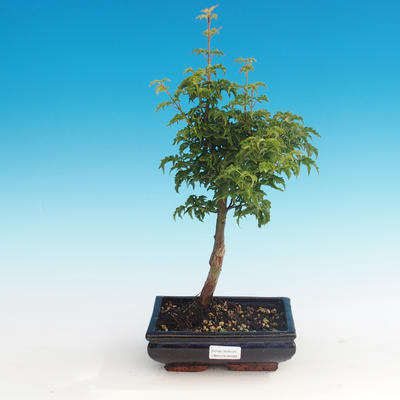 Vonkajšie bonsai - Acer palmatum SHISHIGASHIRA- Javor malolistá - 1