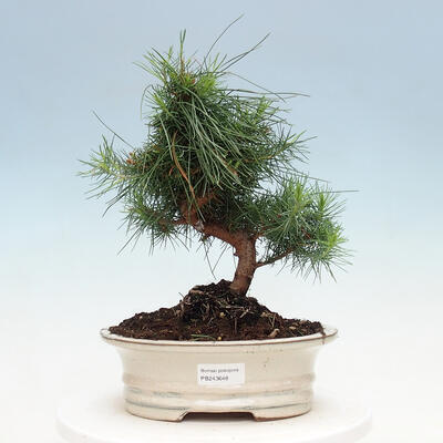 Izbová bonsai-Pinus halepensis-Borovica alepská - 1
