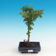 Vonkajšie bonsai - Acer palmatum SHISHIGASHIRA- Javor malolistá - 1/3